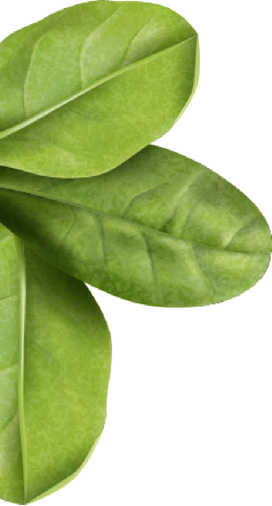 Hoja Verde